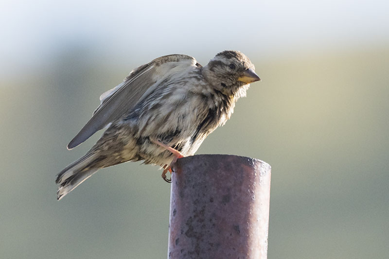 Passera lagia (Petronia petronia)